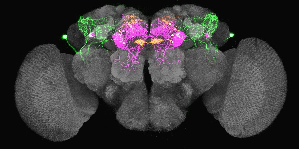 A thirst circuit in the fly brain